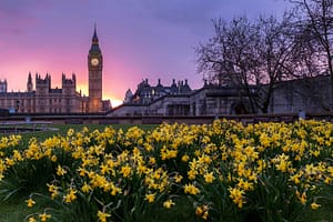 A photo of Big Ben and the houes of parliament in the background, with yellow flowers in the foreground
